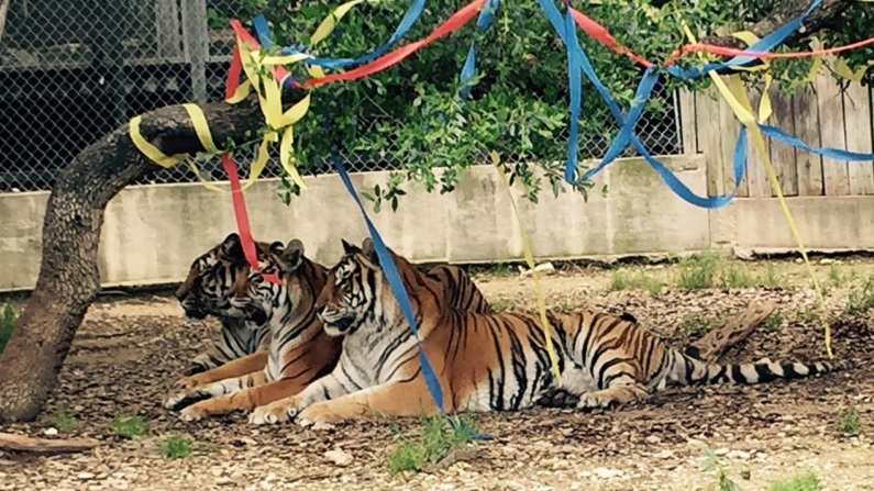 Austin Zoo: Coupons, Prices, Hours, and More