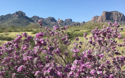 Visit Any National Park Free on These Days
