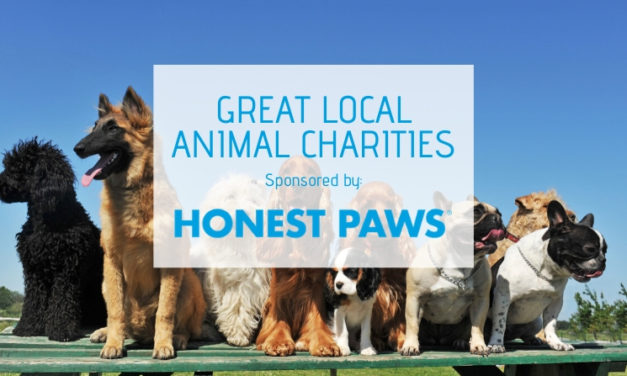 5 Great Local Charities in Austin Focusing on Pets